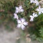 Dianthus hyssopifolius Flor