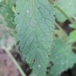 Verbena scrobiculata Folha