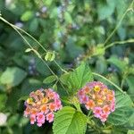 Lantana × strigocamara 花