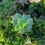 Rhodiola rosea Leaf