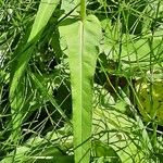 Cirsium heterophyllum Leaf