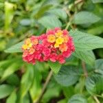 Lantana camaraŽiedas