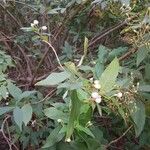 Bowkeria verticillata Fleur