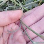 Eschscholzia californica Leaf