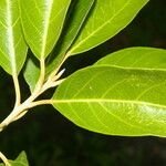 Styrax argenteus Folio