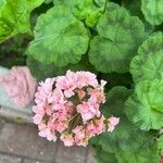 Pelargonium zonaleFlower