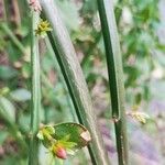 Jasminum fruticans Corteza