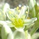 Scleranthus perennis Virág