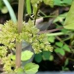 Pilea pumila Žiedas