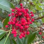 Arbutus menziesii Fruit