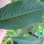 Ludwigia peruviana Hoja