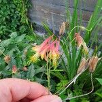 Aquilegia canadensisFlower