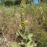 Verbascum thapsusΛουλούδι