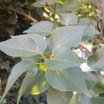 Syringa vulgaris Leaf