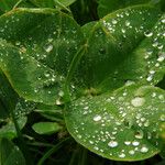 Trifolium fragiferum Blad