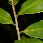 Souroubea sympetala Leaf