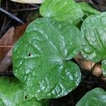 Centella asiatica पत्ता