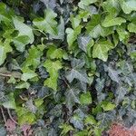 Hedera hibernica 葉