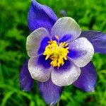 Aquilegia nigricansBlomst