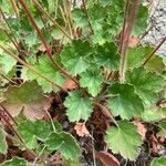 Heuchera sanguinea পাতা