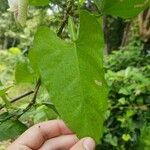 Centrosema sagittatum Leaf