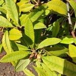 Rhododendron arboreum Листок