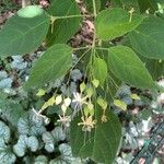 Clerodendrum laevifolium Žiedas