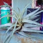 Tillandsia utriculata Лист