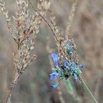 Lavandula coronopifoliaFleur