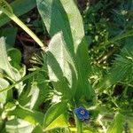 Myosotis arvensis Feuille