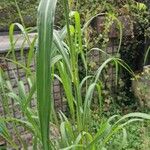 Sorghum halepense Likasa