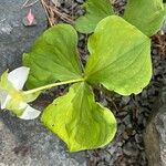 Trillium flexipes Liść