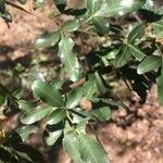 Searsia gueinzii Leaf