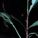 Amphirrhox longifolia Corteccia