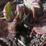 Kalanchoe marmorata Foglia