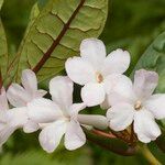 Rhododendron alborugosum