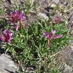 Trifolium alpinum Habitus