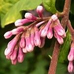 Syringa josikaea Flower