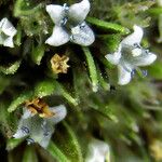 Spermacoce verticillata फूल