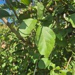 Cordia crenata पत्ता