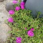 Delosperma cooperi ശീലം