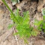 Lavandula canariensis Feuille