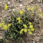 Sedum urvillei Habit