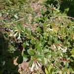 Osmanthus delavayi Levél