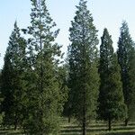 Juniperus chinensis Συνήθη χαρακτηριστικά