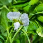 Lathyrus oleraceusKukka