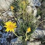 Gelasia hirsuta Flower