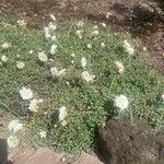 Dalea multiflora Cvet