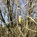 Salix atrocinerea Kvet