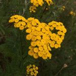 Tanacetum vulgareКвітка